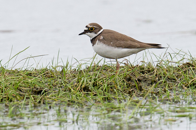 Dverglo - Little ringed plover (Charadrius dubius).jpg